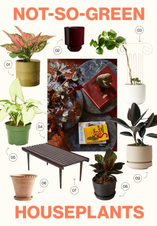 moodboard of houseplants