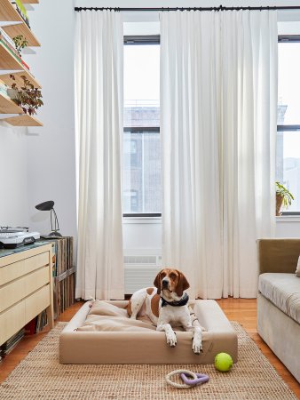 Dog on a dog bed